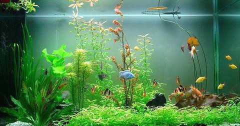 Cách Đặt Bể Cá Trong Nhà Đúng Phong Thuỷ: Hướng Dẫn Chi Tiết Tăng Vượng Khí